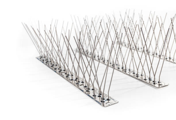 Keeping Birds Out: The Increase in Bird Spikes in Dubai