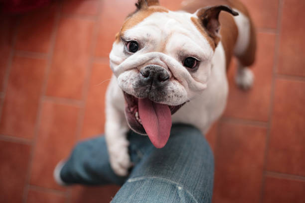 Understanding Your Dog's Nutritional