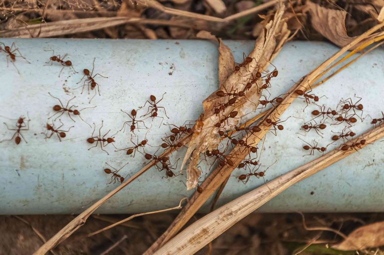 Ant Pest Control melbourne-compressed