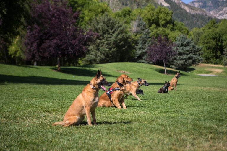 Skilled dog trainers