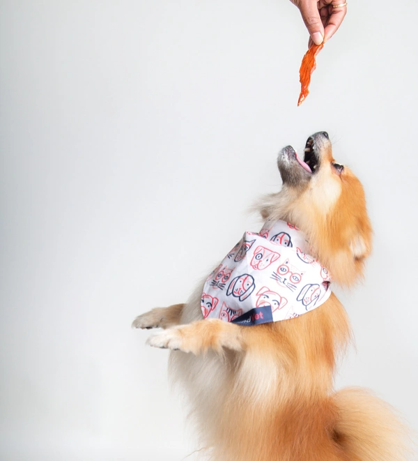 professional dog training